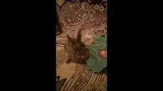Зайчонок ест лист капусты