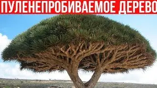 6 МИФОВ Про ДЕРЕВЬЯ, в Которые Мы ДО СИХ ПОР ВЕРИМ!