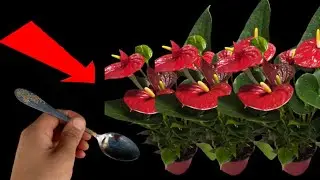 Proper flower care/Правильный уход за цветами