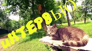 VLOG: БЕРУ ИНТЕРВЬЮ У КОТА. КОРМЛЮ УТОЧЕК