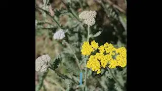 Forage for edible medicinal plants while walking the dog