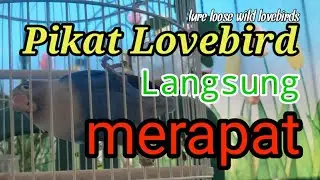Pikat Lovebird lepas, lovebird liar langsung merapat ! The sound of attracting wild & loose lovebird