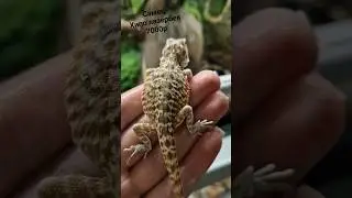 в продаже малыш с красивым рисунком🐲 