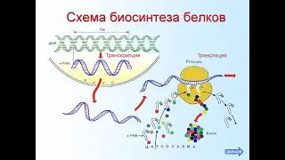 Нагиев Э.Р.Лекции по биохимии: Биосинтез белков
