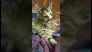 Together forever 💕 | #lovestatus #cutecat #funnyvideos #funnyanimals #funnycats #cutedogs #crazydogs