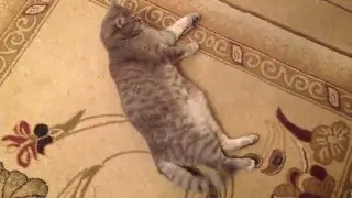 кот Марсик.