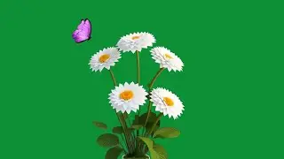 White flowers green screen | green screen flower effect | flowers green screen no copyright