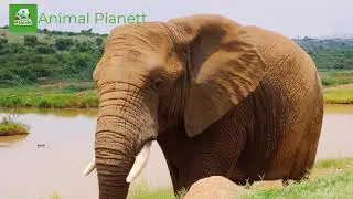 Как говорит слон / звуки слона / как звучит слон