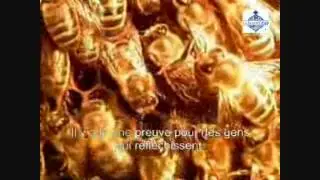Ne voient-ils pas??? les signes d'Allah!!