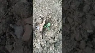 Sub segmen KSA Padi Karanggayam Kebumen