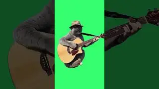 Cat Playing The Guitar | Green Screen #greenscreen #short #shorts #cat
