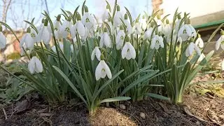 Природа просыпается  Как перезимовали хвойные, самшиты, рододендроны и другие растения  Обзор 25 03