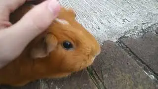Guinea pig munches only when I pet her