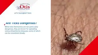Let’s Talk About Ticks