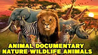 Animal Documentary 2021 Nature Wildlife Animals 2021 HD