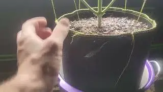 Grow plants 4 FT in 30 days? - ( TEST RESULTS )