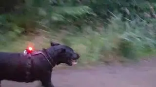 Running with Juno
