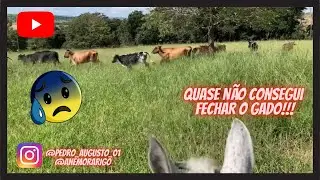 FECHANDO O GADO PARA CONFERIR E QUASE NÃO CONSEGUI