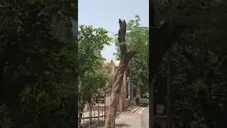 #aligarh