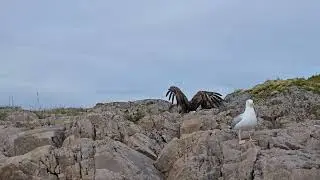 Mit dem RIB Boot die Seeadler aus nächster Nähe entdecken. #kreuzfahrt