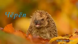 Чӗрчунсен тӗнчи: Чӗрӗпсем ҫинчен