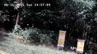 Fawns and Bees