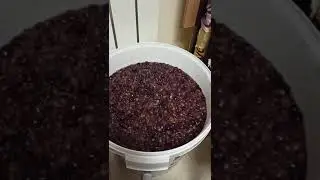 ЧАЧА 2020!!!СБОР УРОЖАЯ, СБРАЖИВАНИЕ, ПЕРЕГОН.