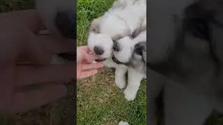 Щенок Пиренейская горная собака, 1,5 месяца, ЯКОГОР