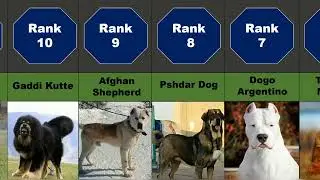 20 Strong Dogs who have a Skills to Face Kangal..