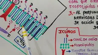 Farmacocinética y farmacodinamia de los Anestésicos locales