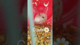 как можно назвать (Джунгария )                                                                     🌿