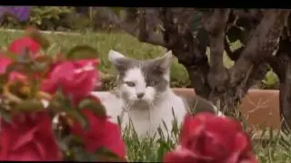 СМЕШНЫЕ КОТЫ часть 5. ПРИКОЛЫ С КОТАМИ!