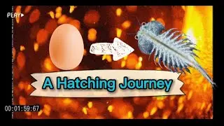 Timelape of Brine Shrimp, From Egg to Baby