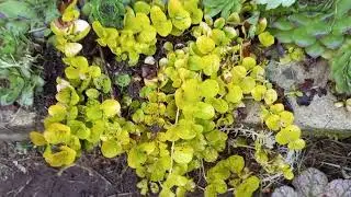 ОБЗОР ЦВЕТНИКА С ГОРТЕНЗИЯМИ И ПОЧВОПОКРОВНЫМИ РАСТЕНИЯМИ.🌺🌹🌺