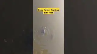 Baby Turtles fighting over food