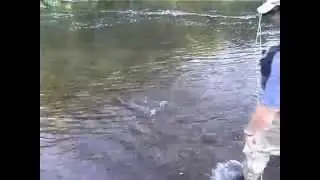 Нахлыстовые мушки сухие и эмеджеры
