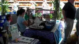 Harvest Festival 2011: Braxton's Pet Rescue Event