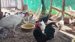 Козы это большая ответственность!!! Переселили последних.