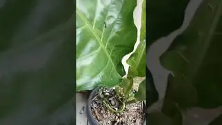 ANTHURIUM BERDAUN JUMBO#organic #anekabunga #anthurium @tanamtanamin3255