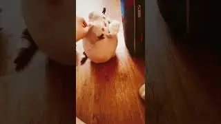 Я просто хотел потрогать дверь