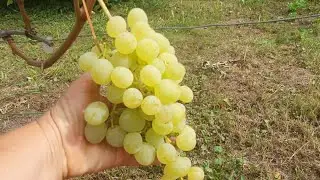 Наш виноградник 2021г  Ранний сбор урожая