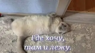 Где хочу, там и лежу.