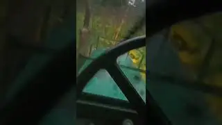 #борщевик