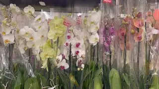 ИНТЕРЕСНЫЙ ЗАВОЗ РАСТЕНИЙ 🍃