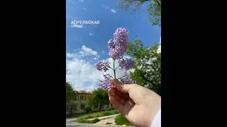 Апрельская сирень🪻#сирень #апрельскаясирень #апрель