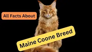 Maine Coon Facts: Everything You Need to Know About These Majestic Cats!