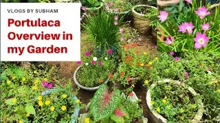 Many varieties of Portulaca flower overview/Rain Lilly/9 o clock,table rose