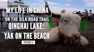 On The Silk Road Trail: Qinghai Lake - Yak on the Beach