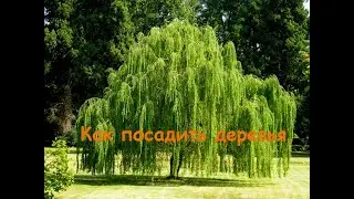 Как засадить вербами берег водоема