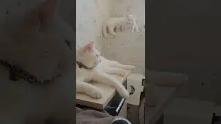 Обе две
